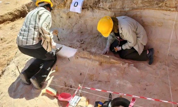 اكتشاف نابٍ يبلغ طوله 2.35 متراً لفيلٍ منقرضٍ بموقع تيغنيف الأثريّ في الجزائر