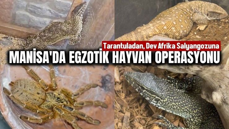 ضبط 61 حيواناً برّياً مهرَّباً بينها عناكب رتيلاء وحلزونات عملاقة في مانيسا