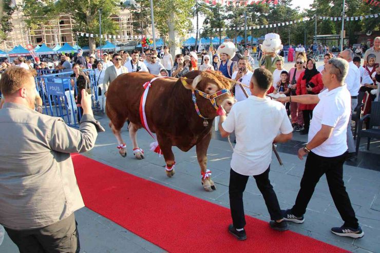عجول بطلة و«عمالقة» يسيرون على السجادة الحمراء في أماسيا