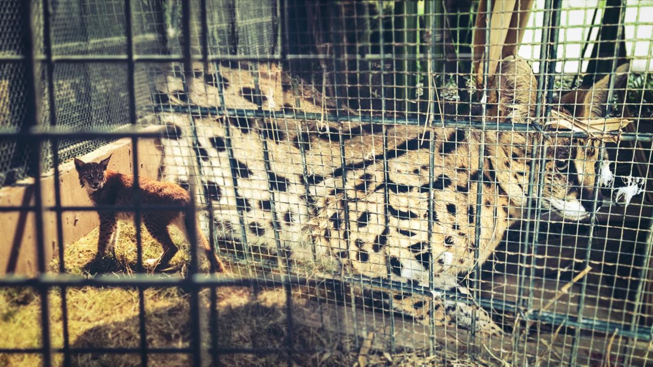 Rescuing two cats, a lynx and a serval, smuggled through Turkish customs