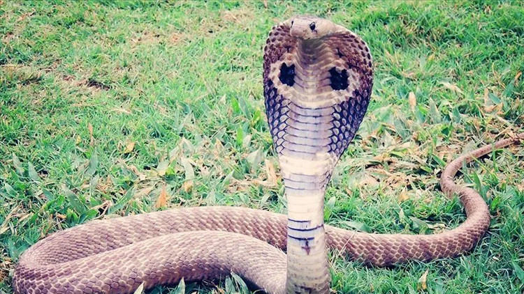 900 snakes, including a poisonous cobra, escaped in China after a dam collapsed due to floods