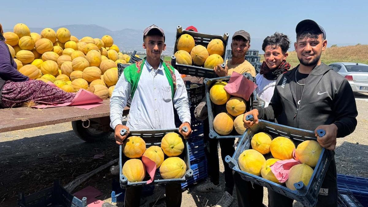 The start of the yellow watermelon harvest season in Hatay, Turkey, at a price of 22 liras per kilo